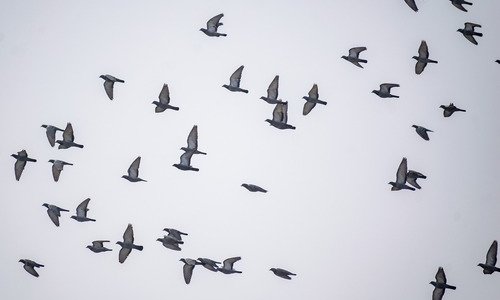 Lancé de mots et passions vocales
