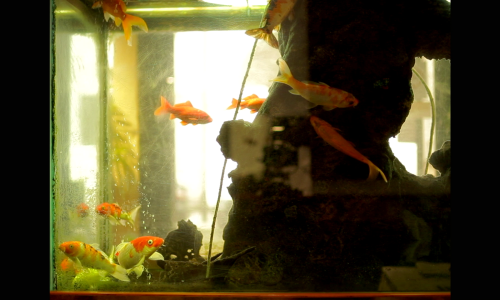 Dangereux comme  un singe armé  d’un couteau